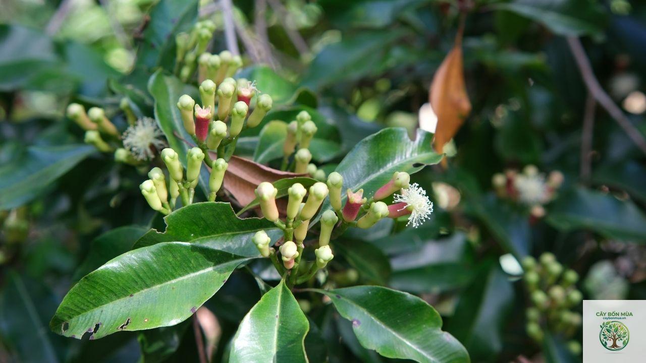 cây đinh hương Ấn Độ - Image 4