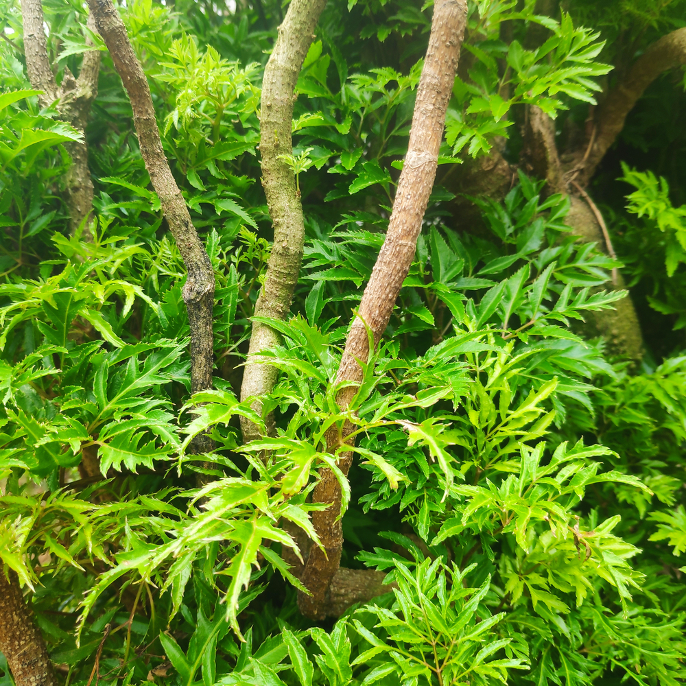 cây đinh lăng - Image 4