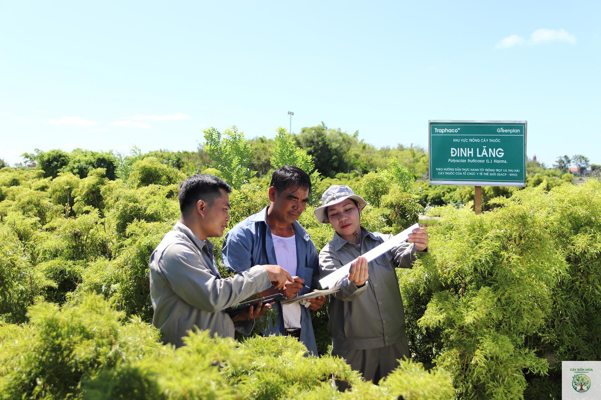 cây đinh lăng Hàn Quốc - Image 3