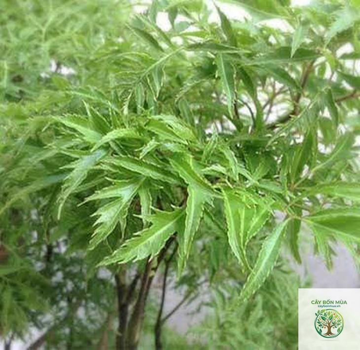 cây đinh lăng Hàn Quốc