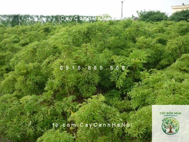 cây đinh lăng Mỹ