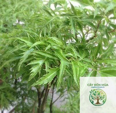 cây đinh lăng lá nhỏ