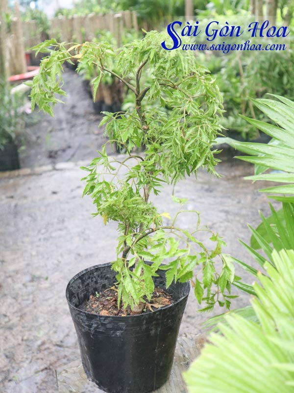 cây đinh lăng lá nhỏ - Image 4