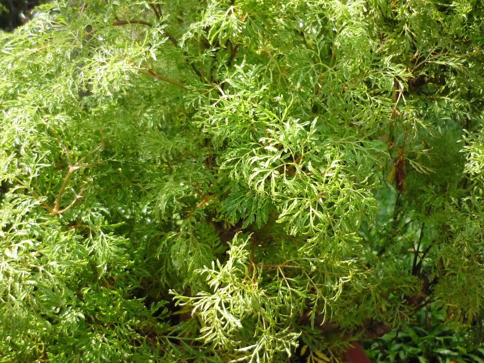 cây đinh lăng lá nhỏ - Image 5