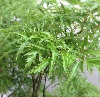 cây đinh lăng lá nhỏ