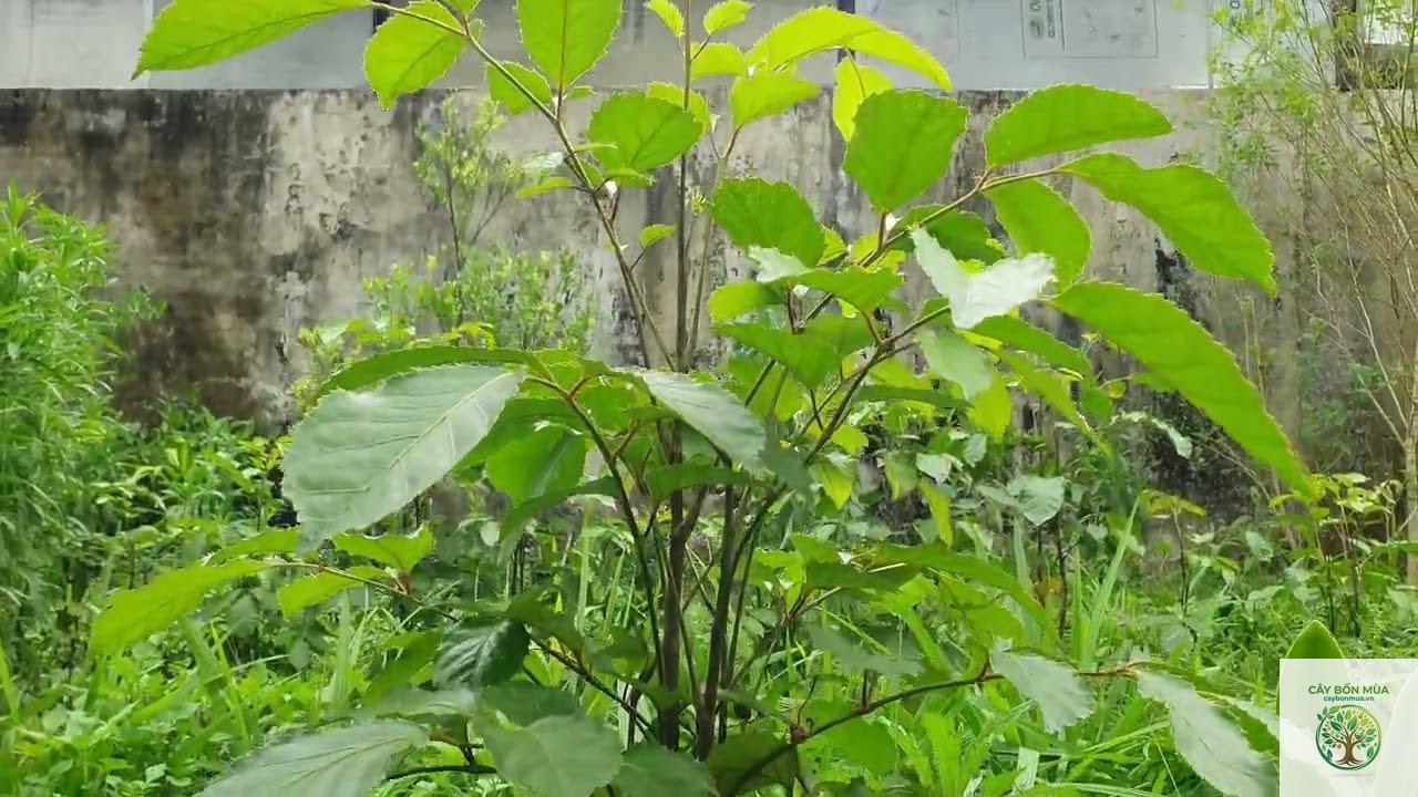 cây đinh lăng lá to - Image 1