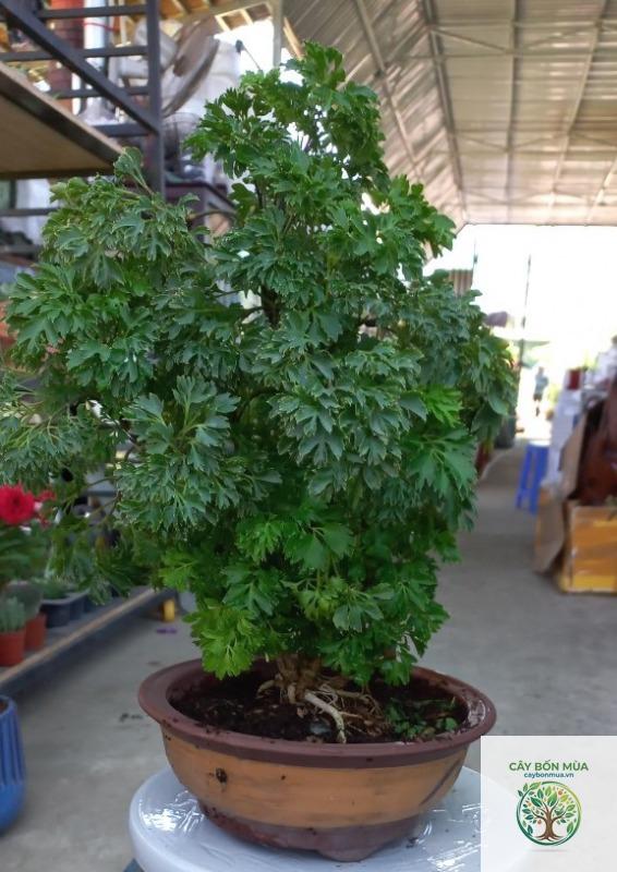 cây đinh lăng lá to - Image 2