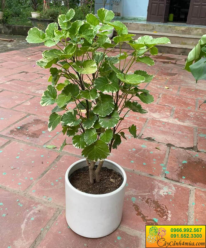cây đinh lăng lá tròn - Image 1