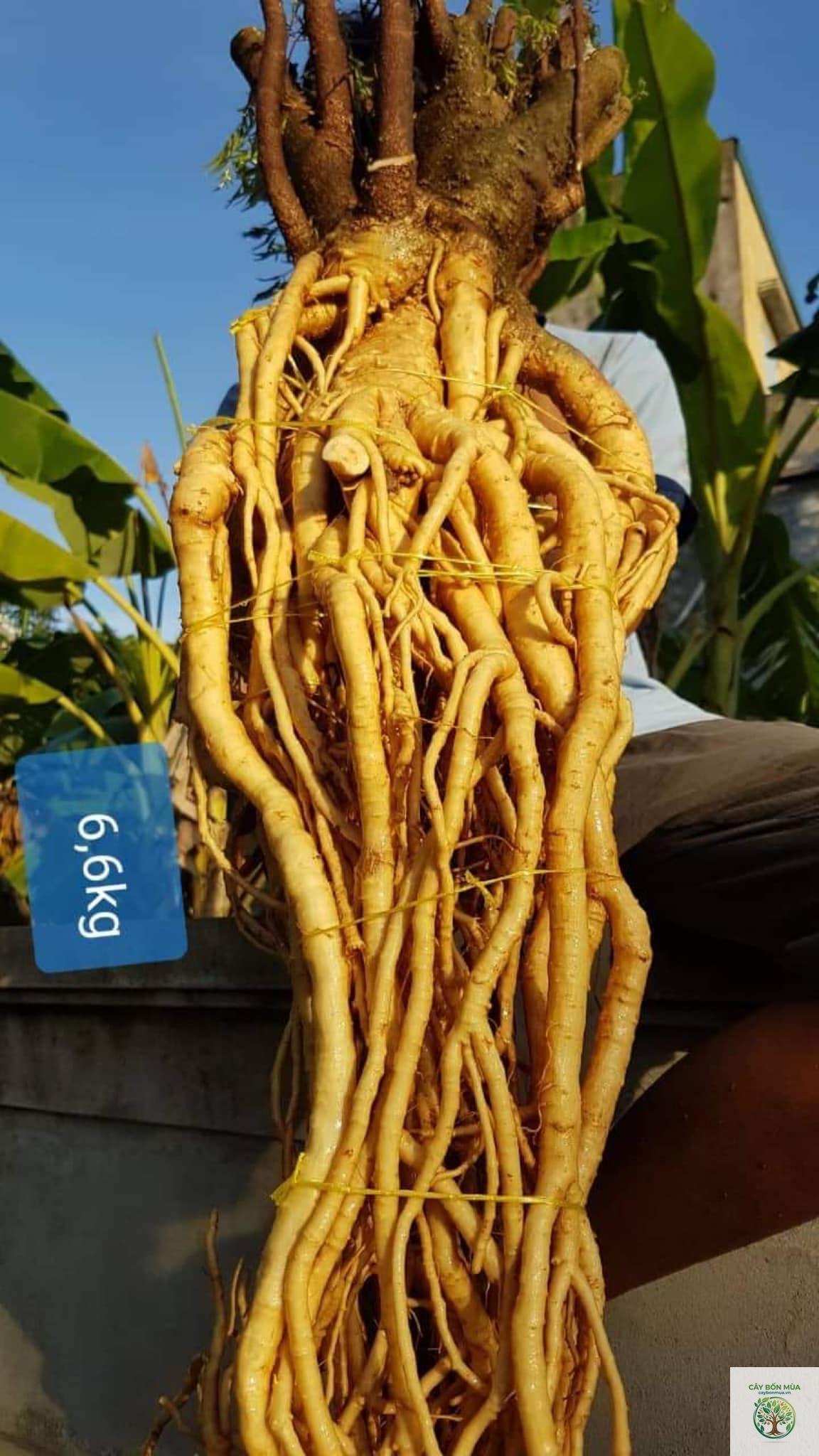 cây đinh lăng rừng - Image 2