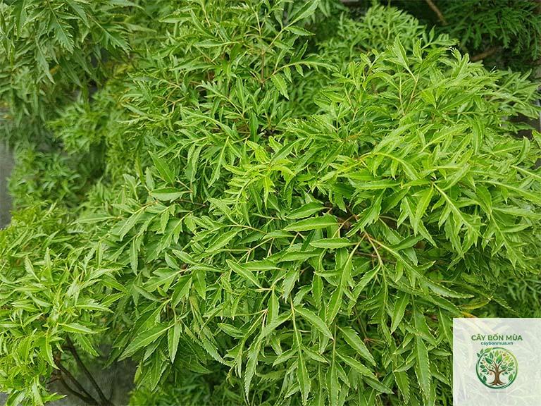 cây đinh lăng rừng