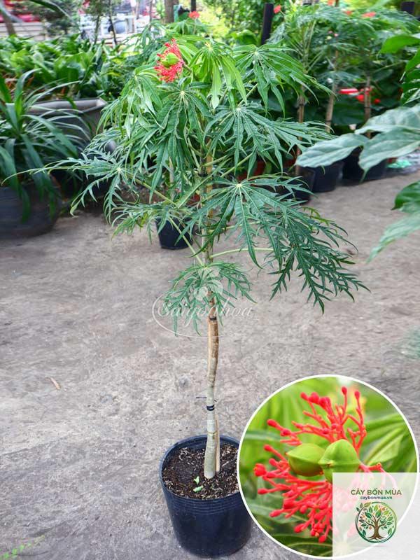 cây đỗ trọng