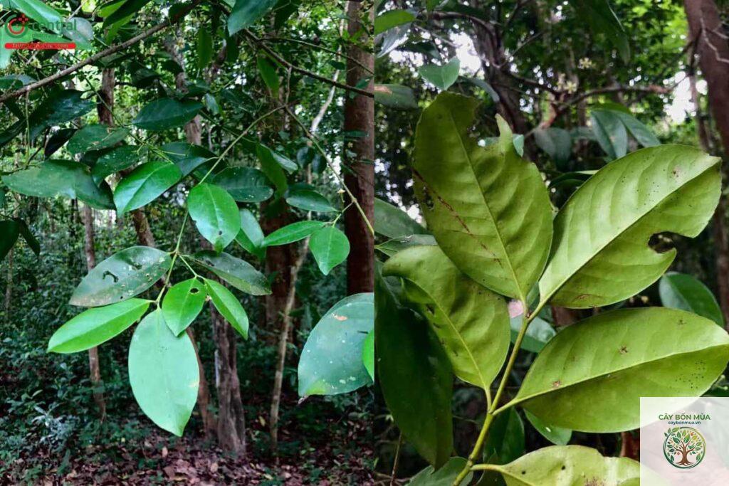 cây đỗ trọng nam