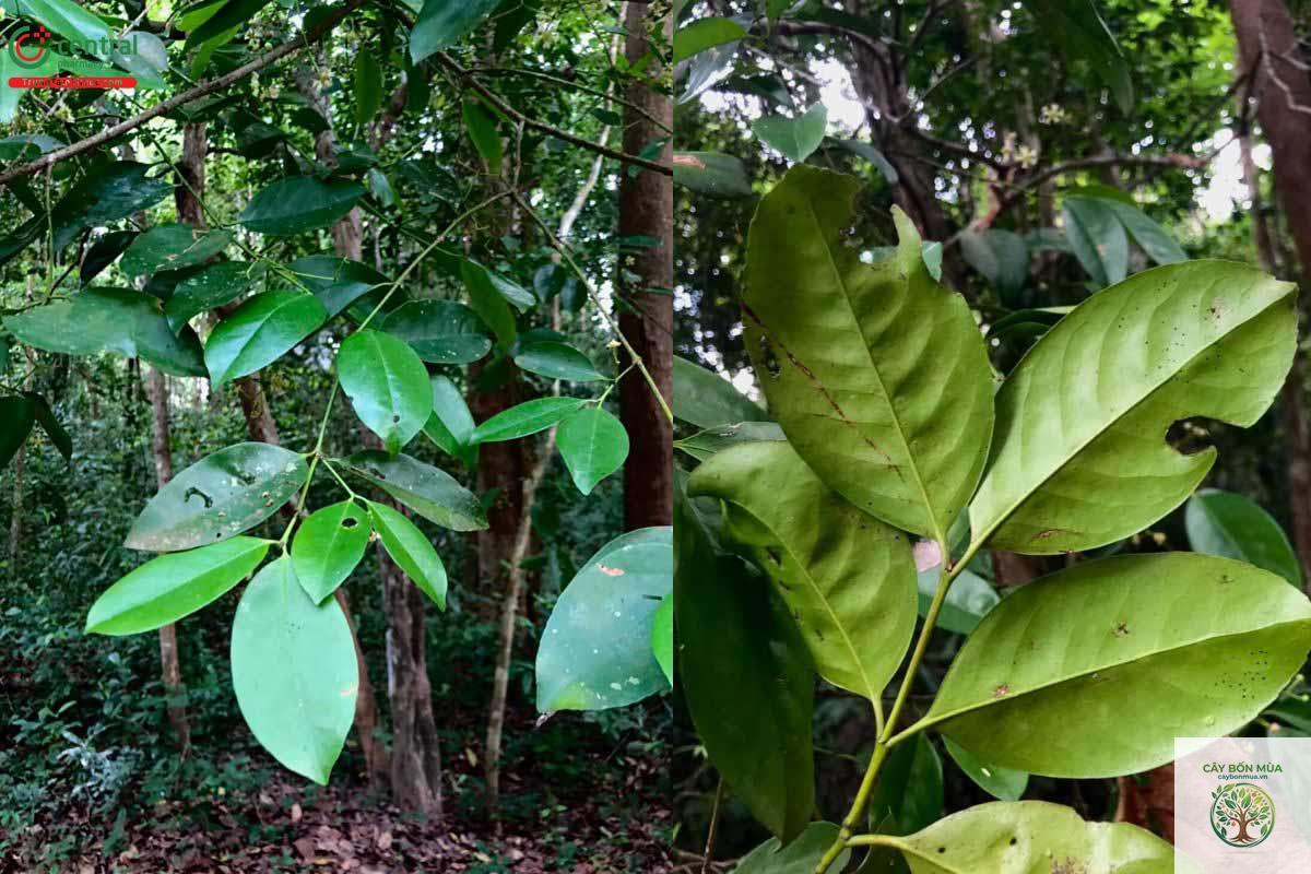 cây đỗ trọng nam - Image 1