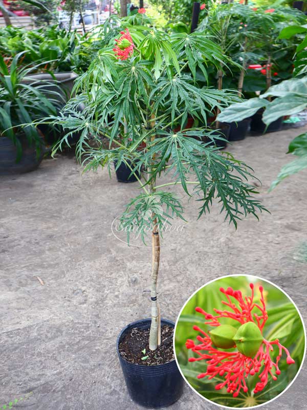 cây đỗ trọng