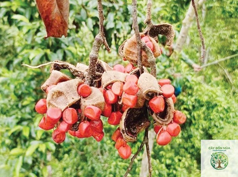 cây dổi đỏ
