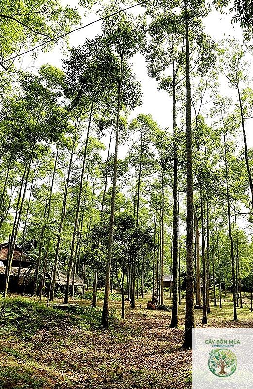 cây dổi núi - Image 5