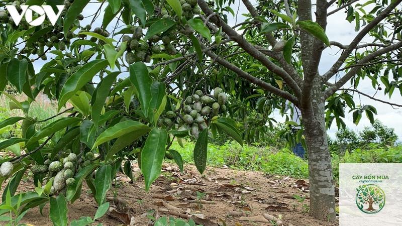 cây dổi rừng