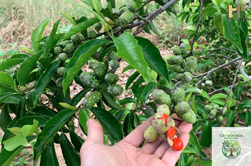 cây dổi thơm