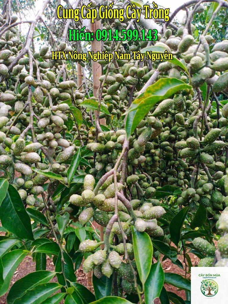 cây dổi xanh