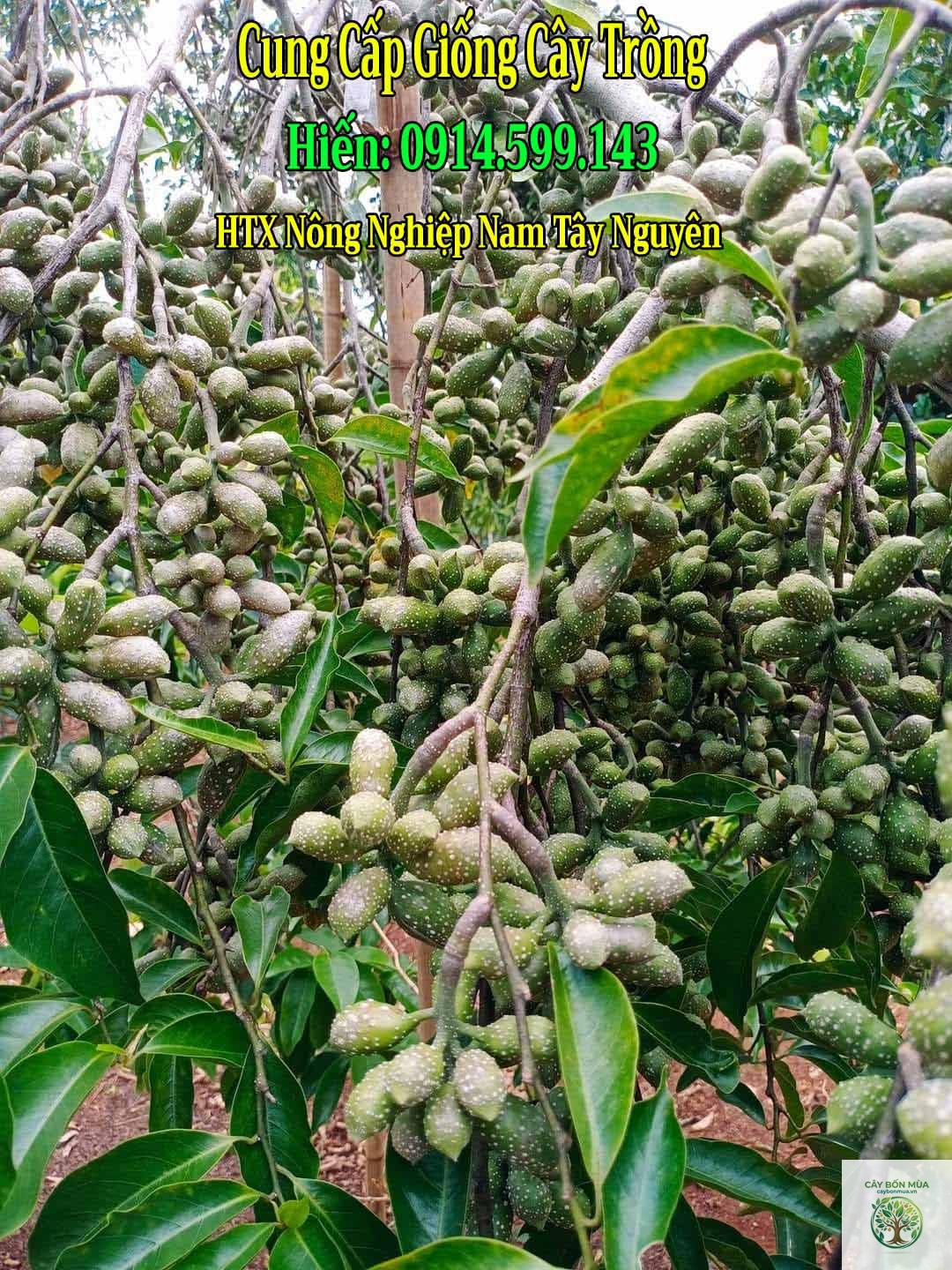 cây dổi xanh - Image 1