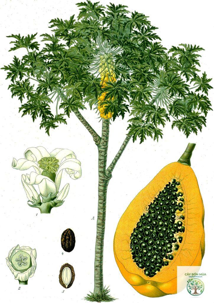 cây đu đủ