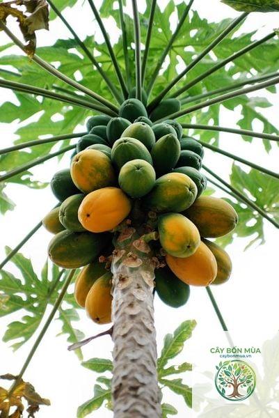 cây đu đủ - Image 4