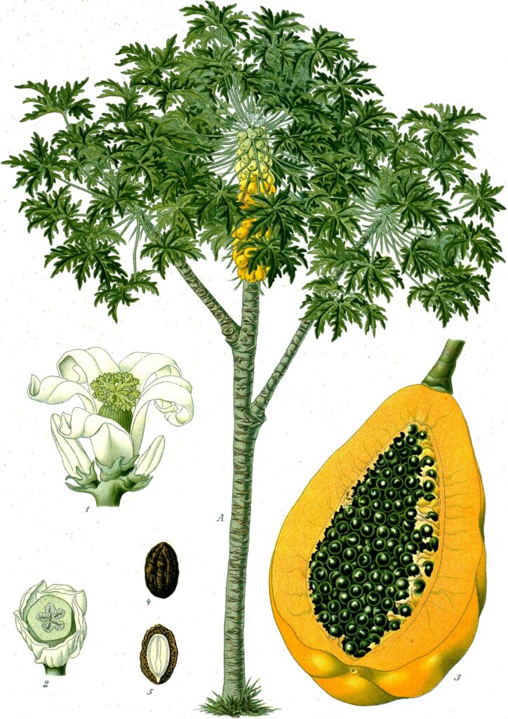 cây đu đủ
