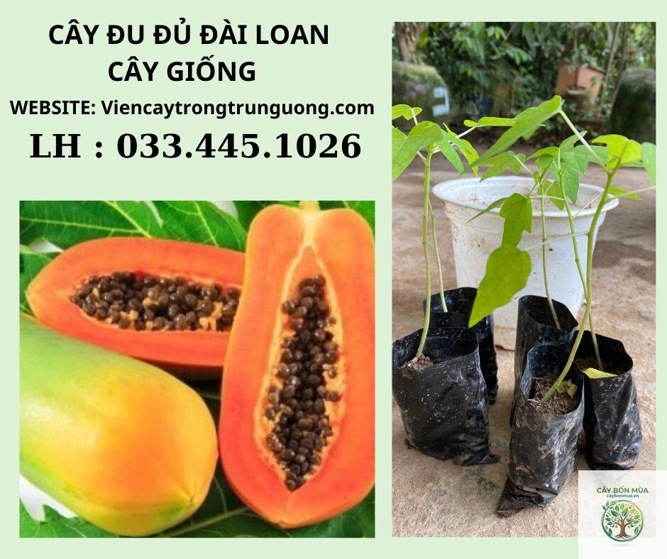 cây đu đủ Đài Loan - Image 2