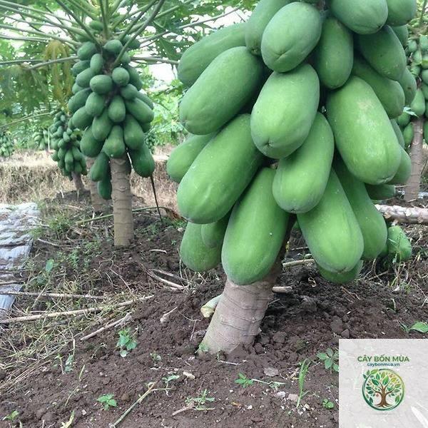 cây đu đủ Đài Loan - Image 3