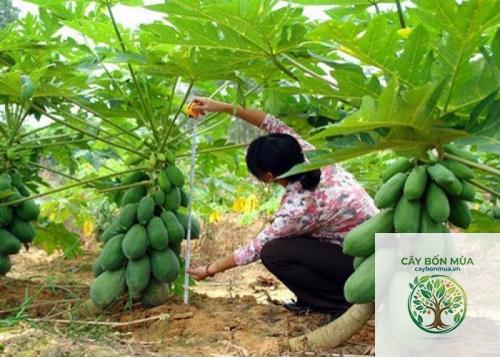 cây đu đủ Đài Loan - Image 4