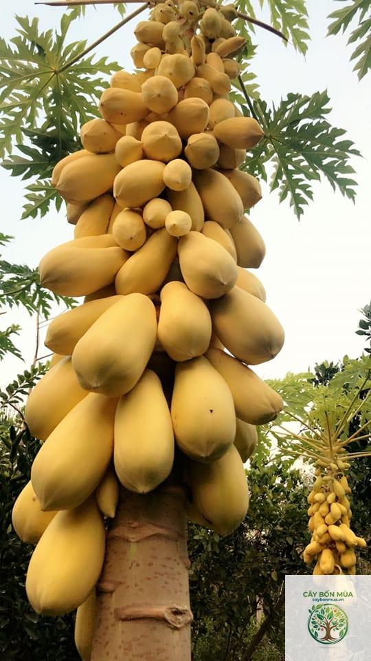 cây đu đủ Golden