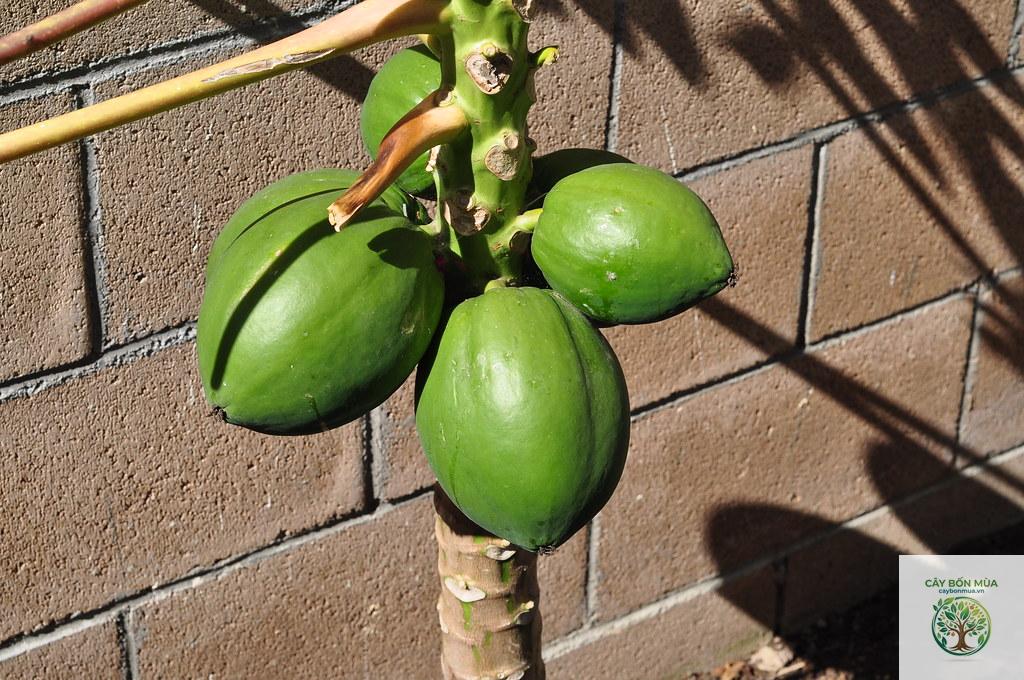 cây đu đủ Hawaii - Image 3