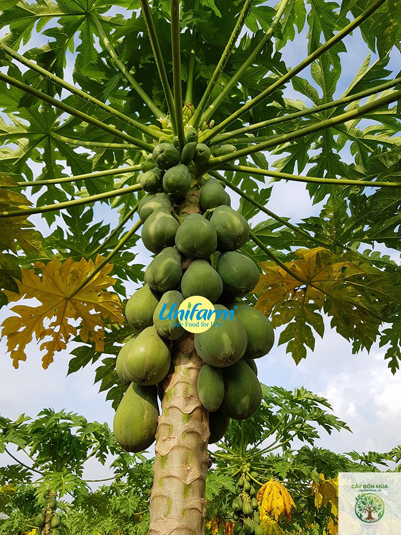 cây đu đủ Hawaii - Image 4