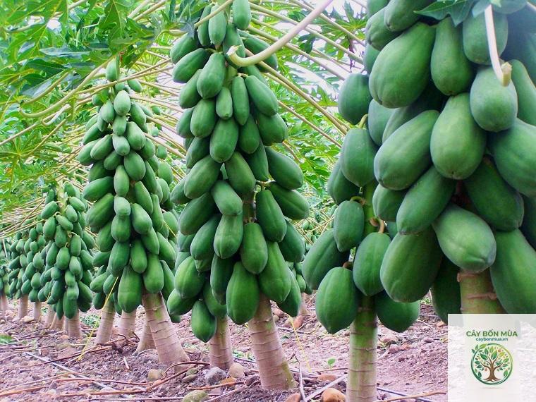 cây đu đủ Maradol