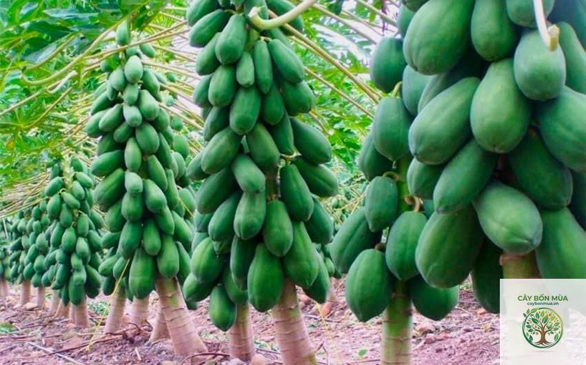 cây đu đủ Mexico