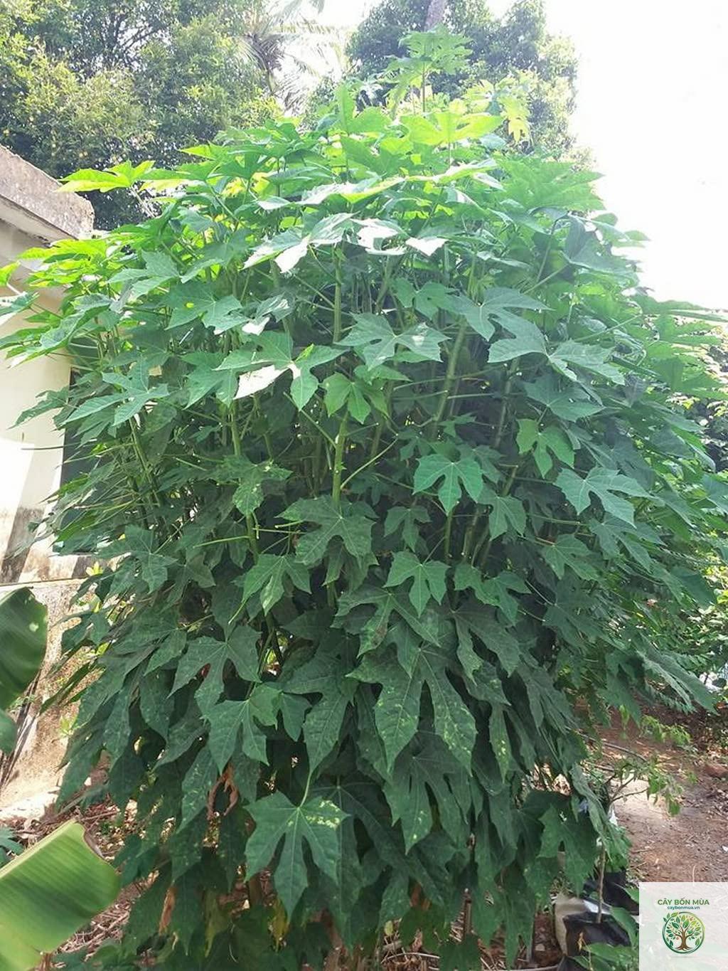 cây đu đủ Nhật - Image 4