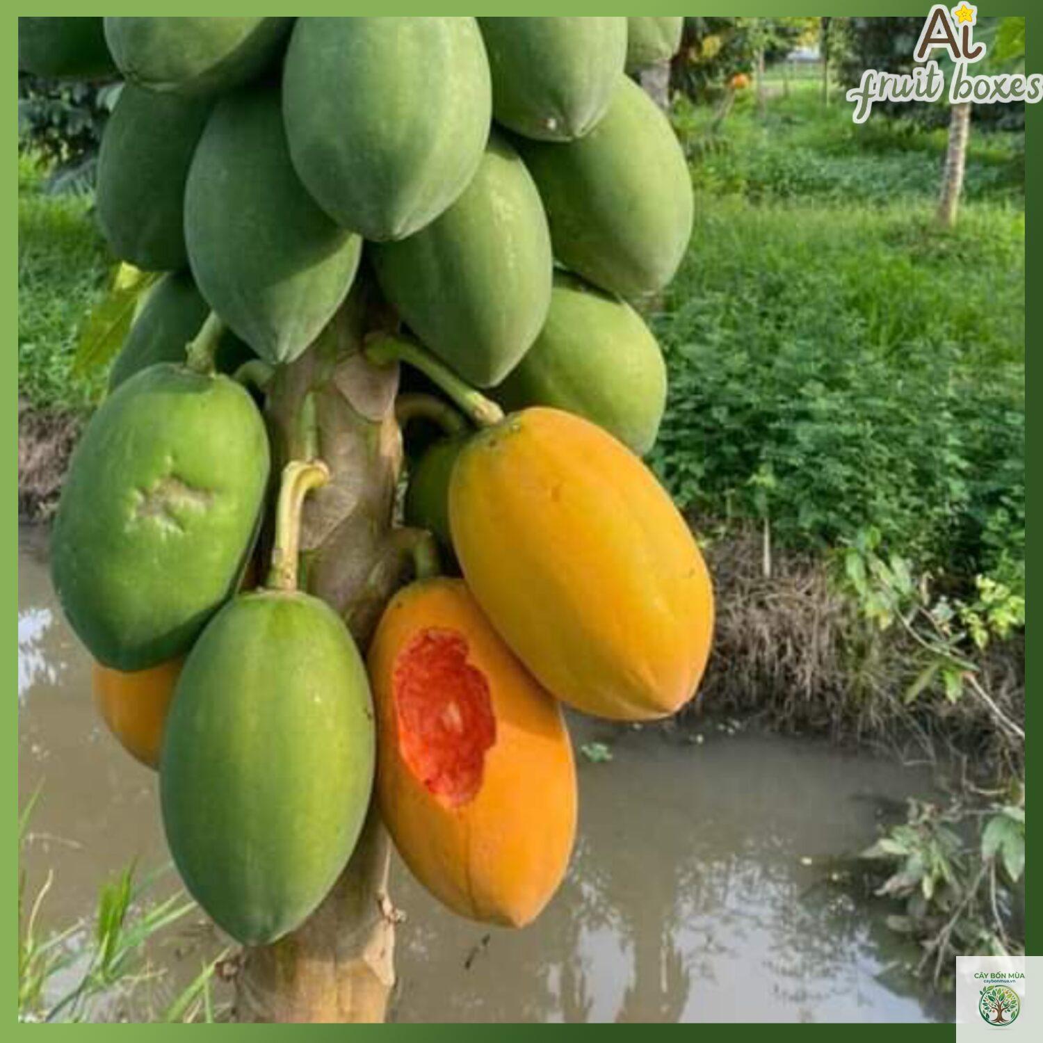cây đu đủ Nhật - Image 1