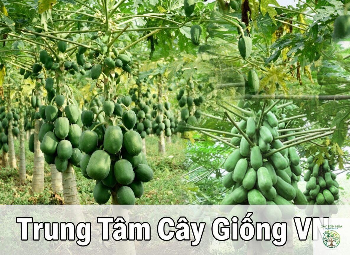 cây đu đủ Red Lady - Image 3