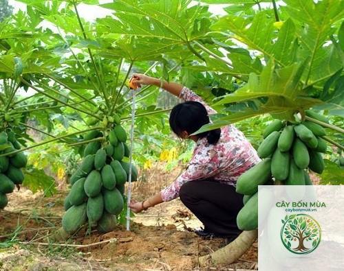 cây đu đủ cao sản - Image 2