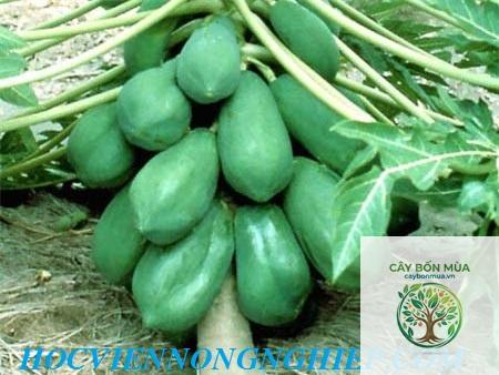 cây đu đủ cao sản - Image 3