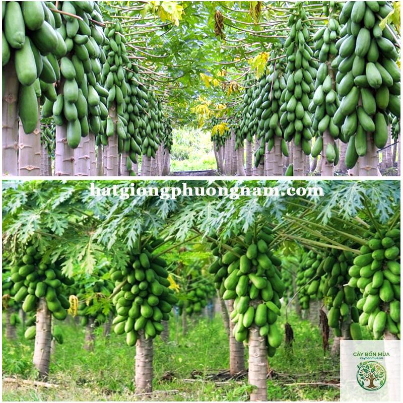cây đu đủ cao sản - Image 5