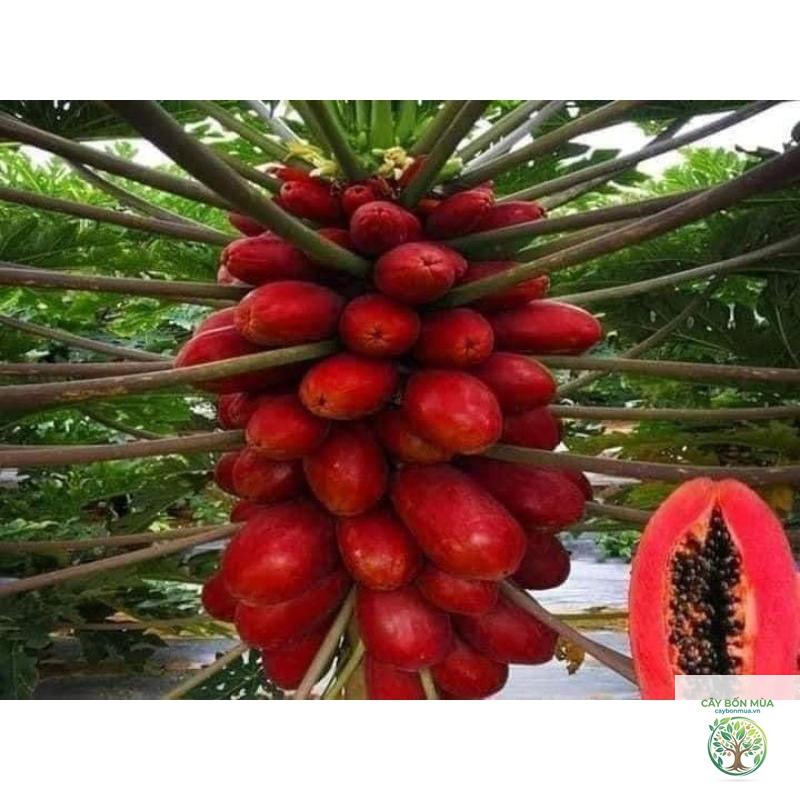 cây đu đủ đỏ - Image 1