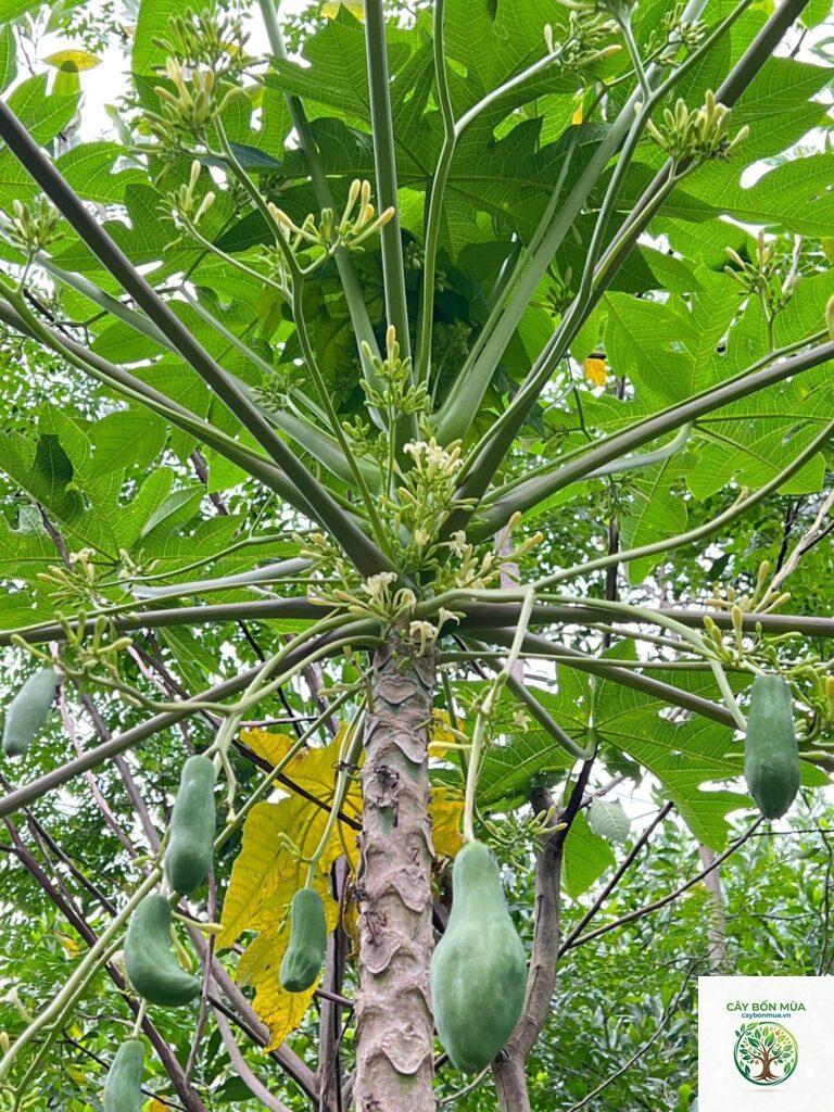 cây đu đủ đực