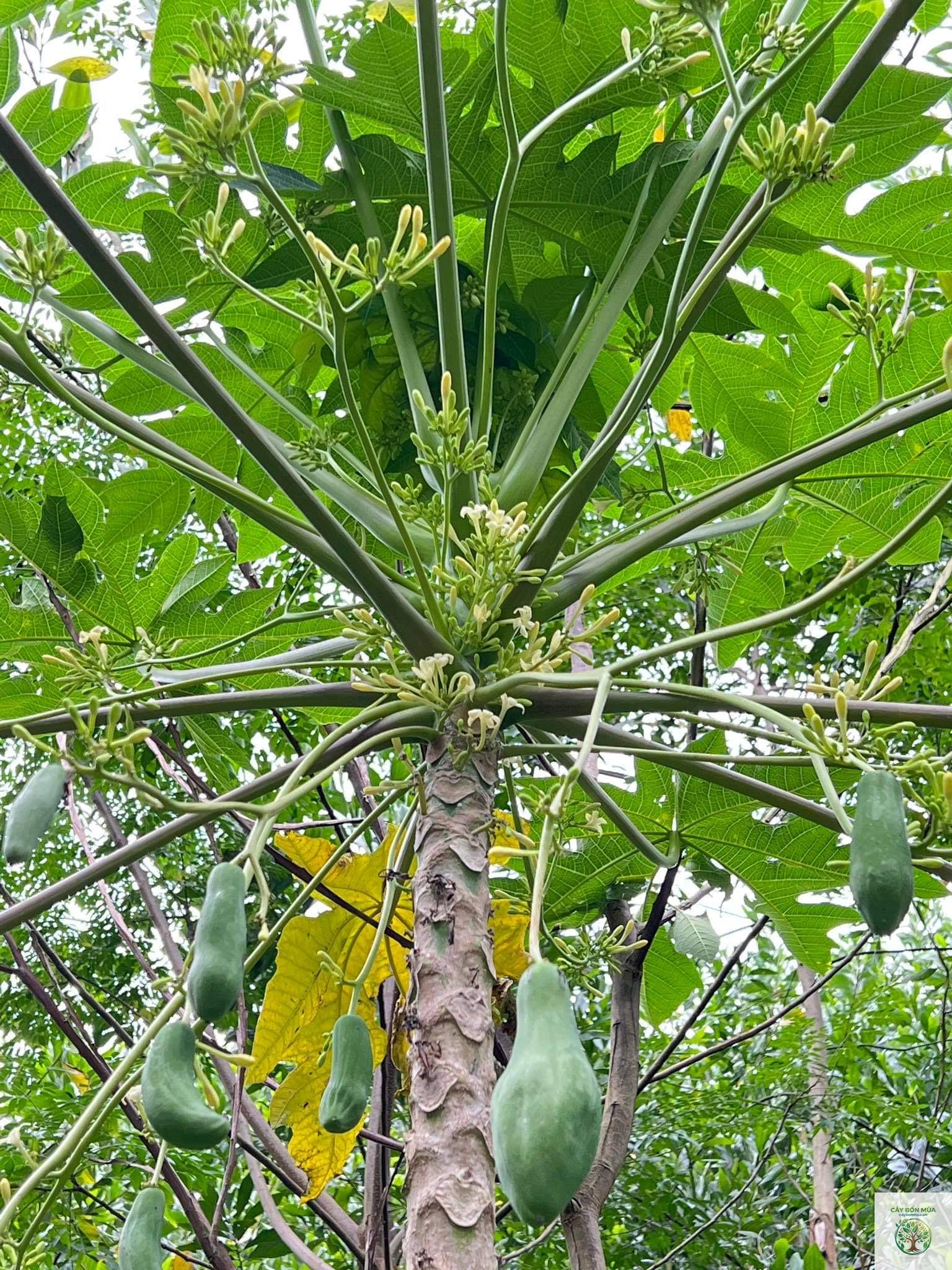 cây đu đủ đực - Image 1