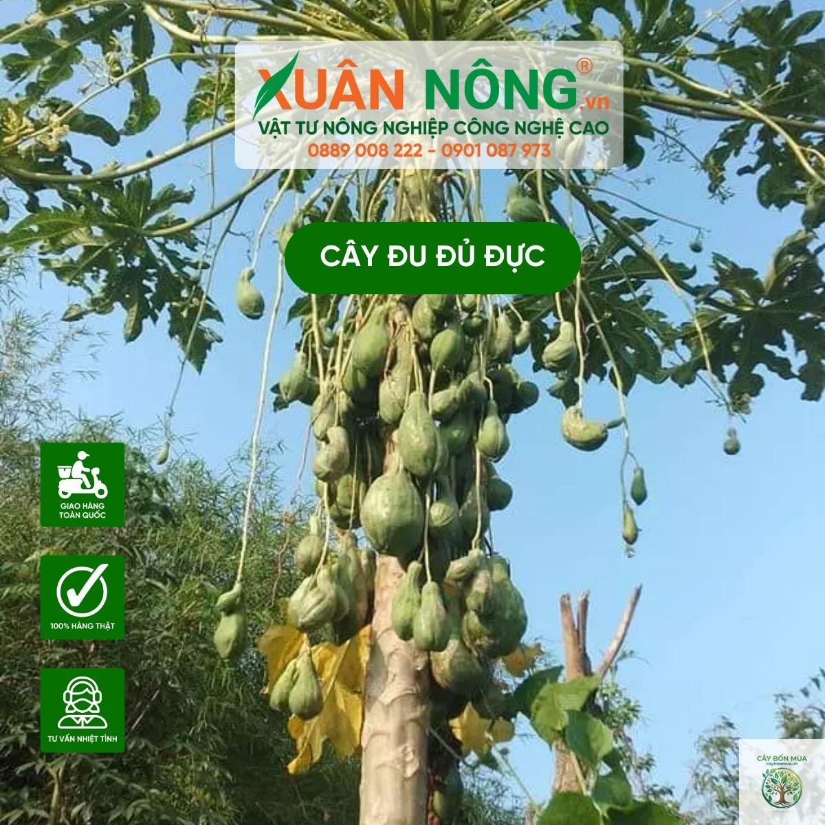 cây đu đủ đực - Image 2