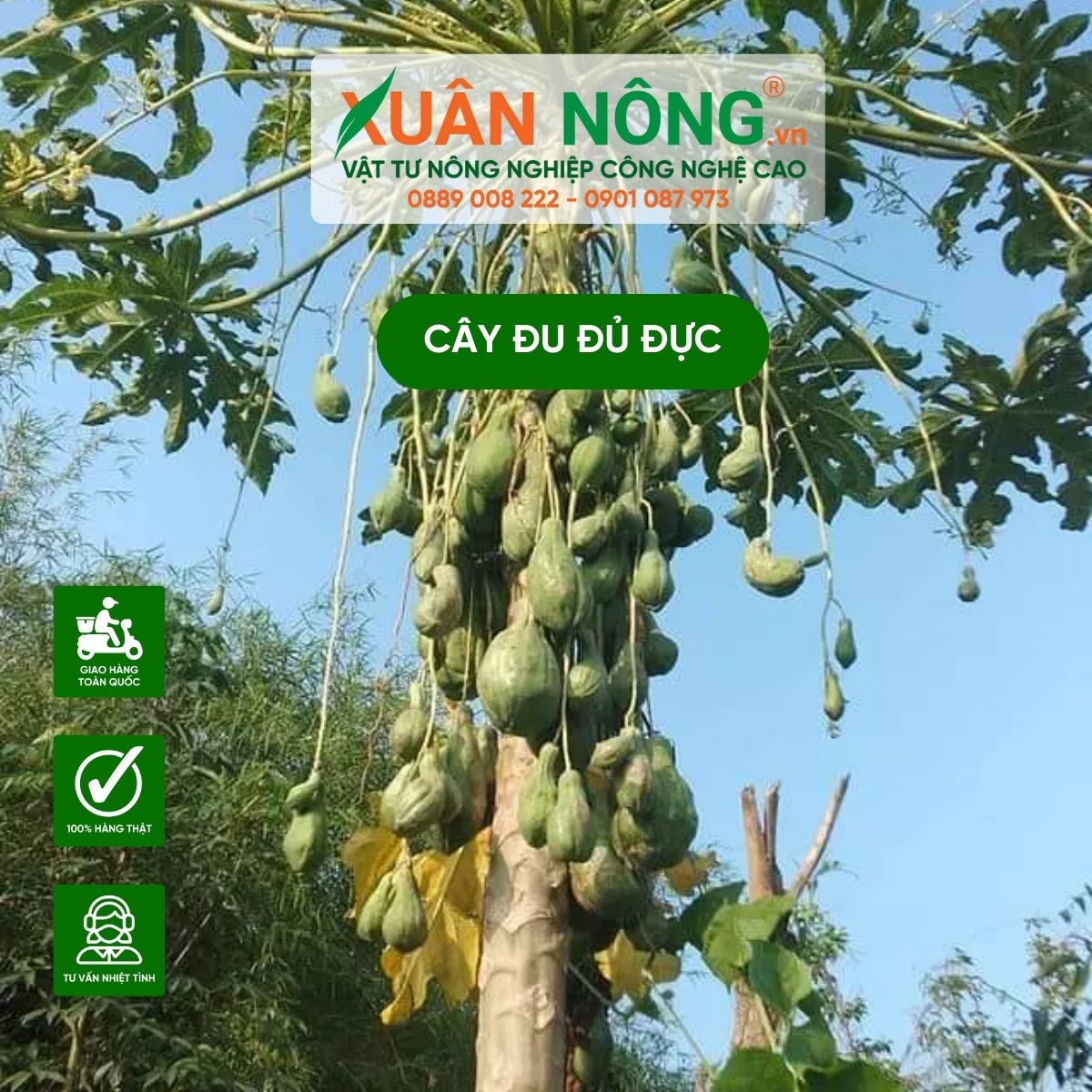 cây đu đủ đực - Image 2