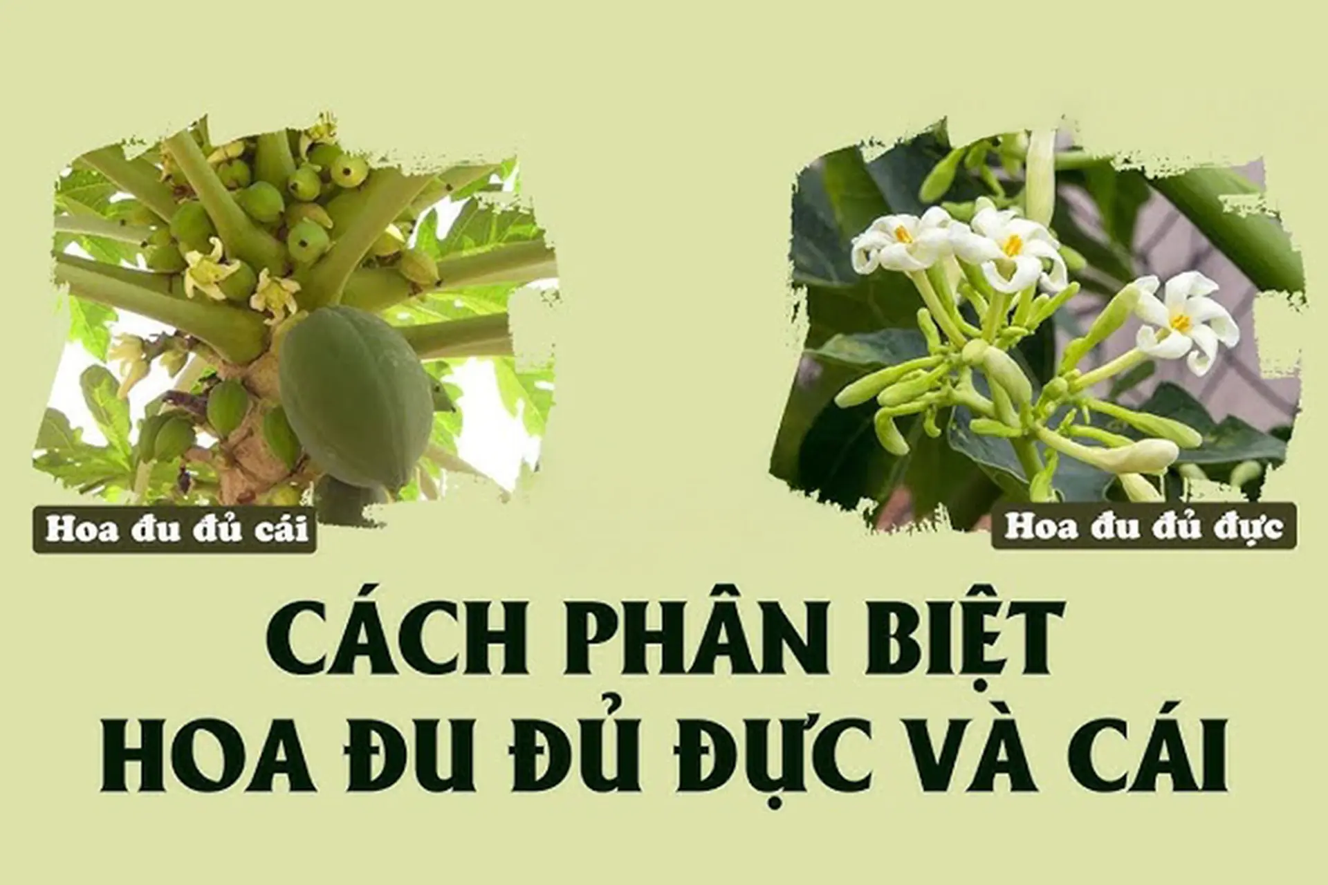 cây đu đủ đực - Image 3