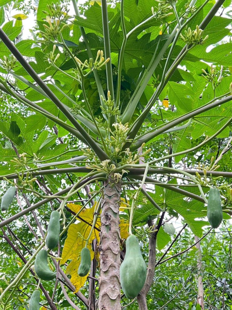 cây đu đủ đực