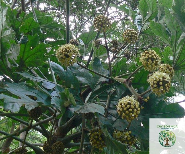 cây đu đủ đực rừng