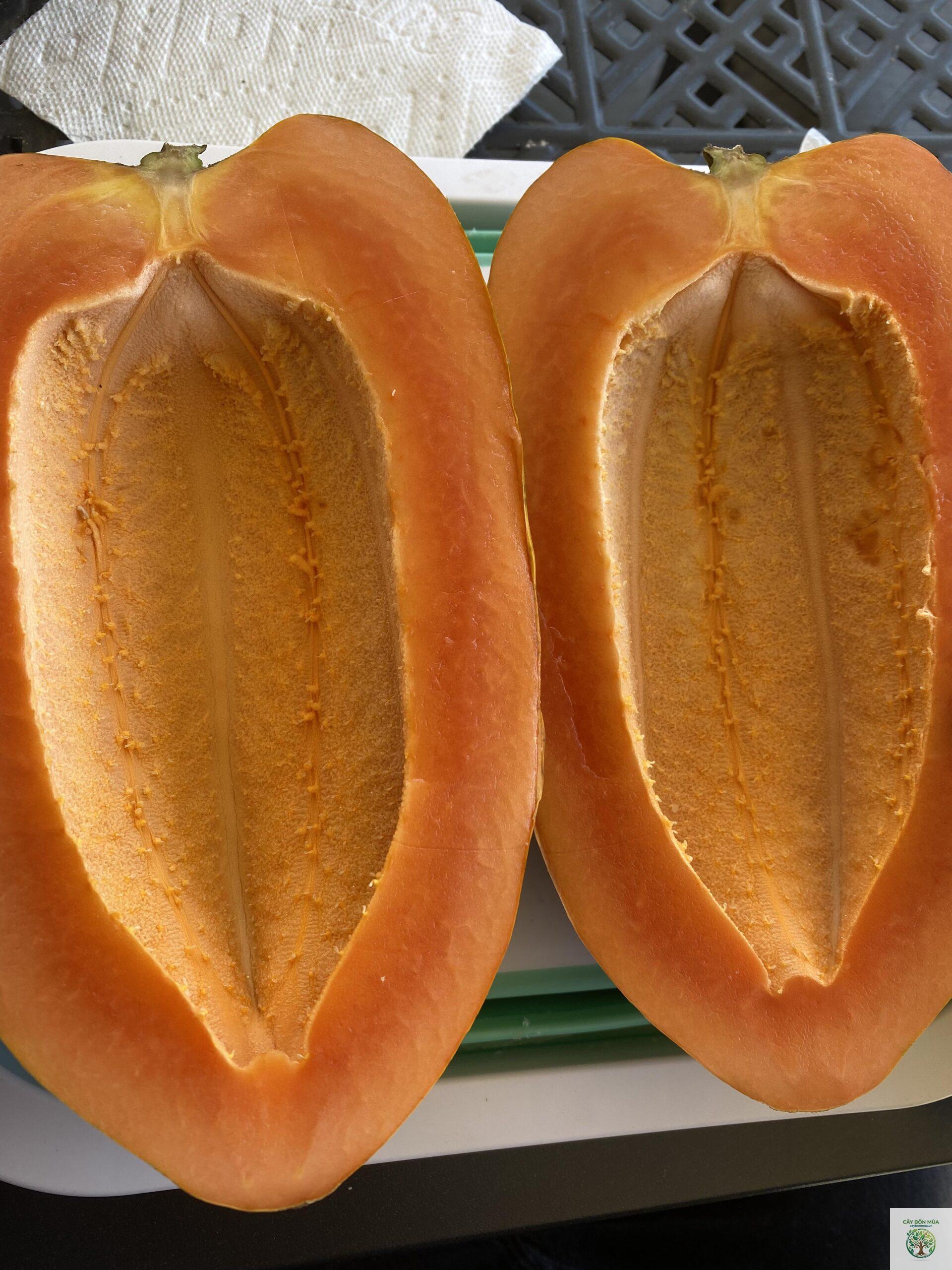 cây đu đủ không hạt - Image 2